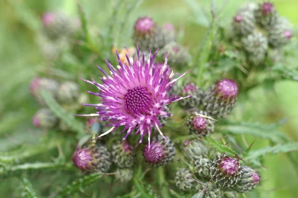 Closeup Blooming Cirsium Palustre Flower Blurred Background — Stock Photo, Image