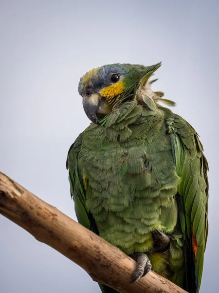 Egy Függőleges Felvétel Egy Amazon Papagájról — Stock Fotó