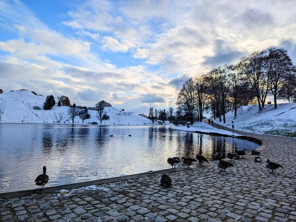 Flock Gäss Uppflugna Vid Sjö Vacker Vinterdag — Stockfoto