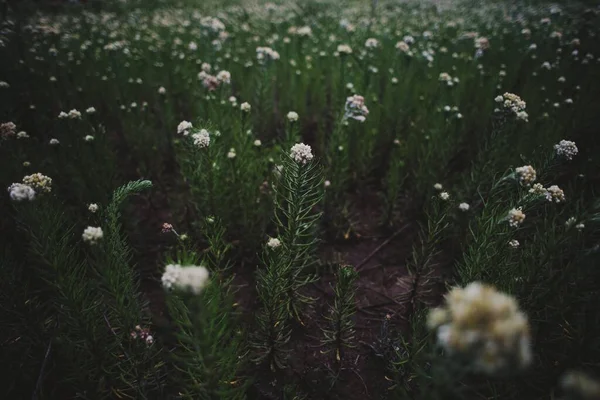 Detailní Záběr Bílých Květin Rostoucích Zeleném Poli — Stock fotografie
