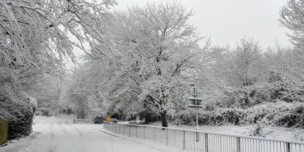 Ein Panoramablick Auf Einen Weißen Verschneiten Wald — Stockfoto