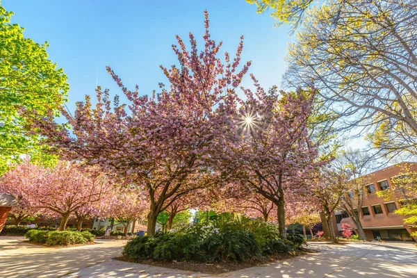 Les Sakura Fleuris Dans Parc — Photo
