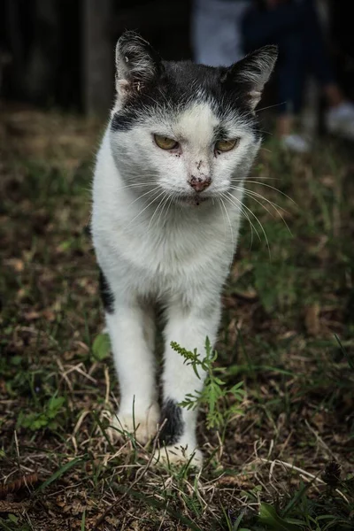 Kızgın Görünümlü Anadolu Kedisinin Çimlerin Üzerindeki Dikey Yakın Çekimi — Stok fotoğraf