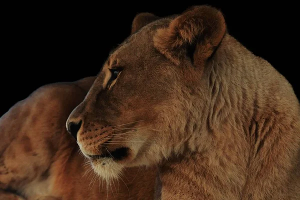 一只亚洲狮子 潘瑟拉 佩西嘉 从旁边看过去的特写镜头 — 图库照片