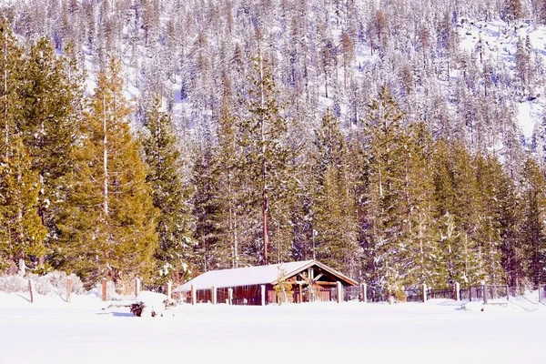 在阳光明媚的冬日 美丽的雪地森林 — 图库照片