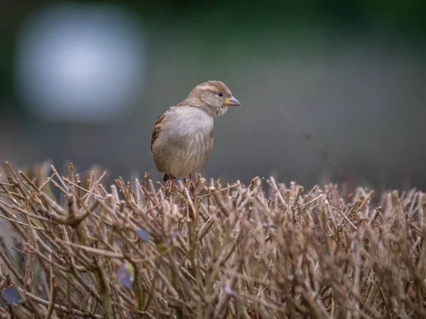 Closeup Shot House Sparrow Passer Domesticus — Stock Photo, Image