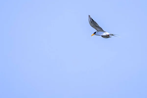 River Tern Flying Lake Search Food Blue Sky — Stock Photo, Image