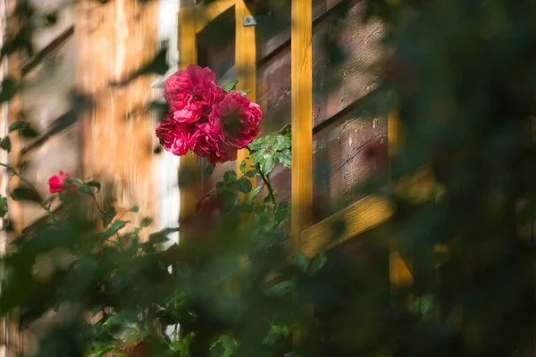 Primer Plano Rosas Rosadas Florecientes — Foto de Stock