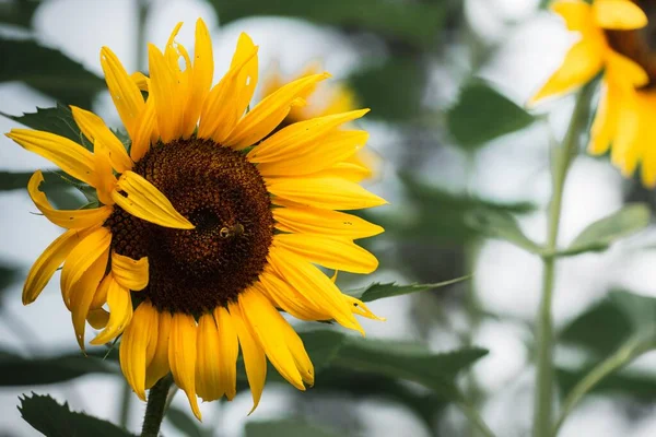 Eine Selektive Fokusaufnahme Einer Sonnenblume Mit Einer Kleinen Biene Auf — Stockfoto