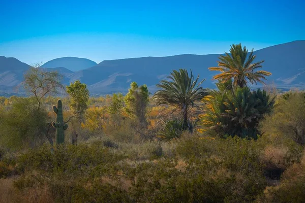 Bir Kaktüs Palmiye Ağaçları Arka Planda Dağlar Olan Çalılar Arizona — Stok fotoğraf