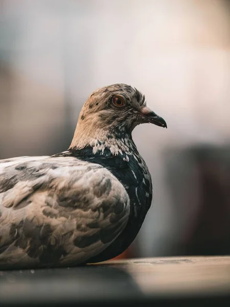 지붕에 비둘기의 아름다운 — 스톡 사진