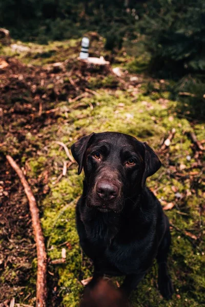 Schöne Nahaufnahme Eines Schwarzen Labrador Retrievers Der Die Kamera Blickt — Stockfoto