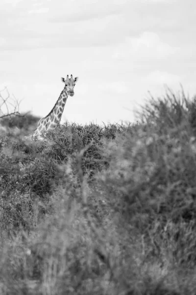 Μια Διαβαθμίσεις Του Γκρι Μιας Όμορφης Καμηλοπάρδαλης Καμηλοπάρδαλη Στο Safari — Φωτογραφία Αρχείου