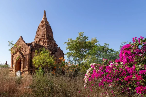 Een Kleine Boeddhistische Tempel Staat Tussen Kleurrijke Bougainvillea Bagan Myanmar — Stockfoto