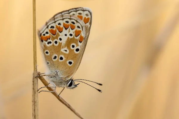 Крупный План Закатной Большой Синей Бабочки Диком Цветке Поле Размытым — стоковое фото