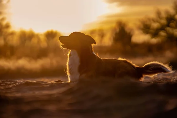 Ένας Σκύλος Border Collie Αναπαύεται Ένα Χωράφι Χρυσό Ηλιοβασίλεμα Στο — Φωτογραφία Αρχείου
