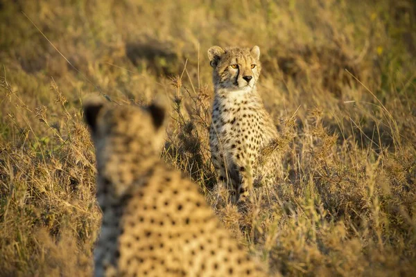 Gepard Równinach Parku Narodowego Serengeti — Zdjęcie stockowe