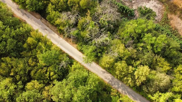 Вид Воздуха Дорогу Окруженную Высокими Зелеными Деревьями Днем — стоковое фото