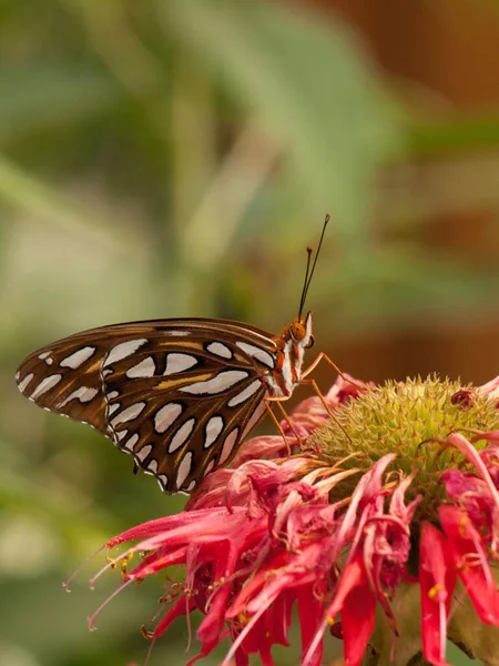 Amerika Daki Seattle Woodland Park Hayvanat Bahçesi Nde Bir Kelebeğin — Stok fotoğraf