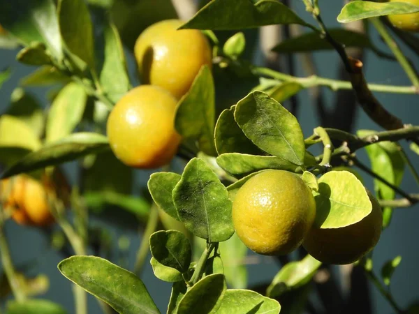 Крупный План Лимонного Дерева Солнечном Свете — стоковое фото