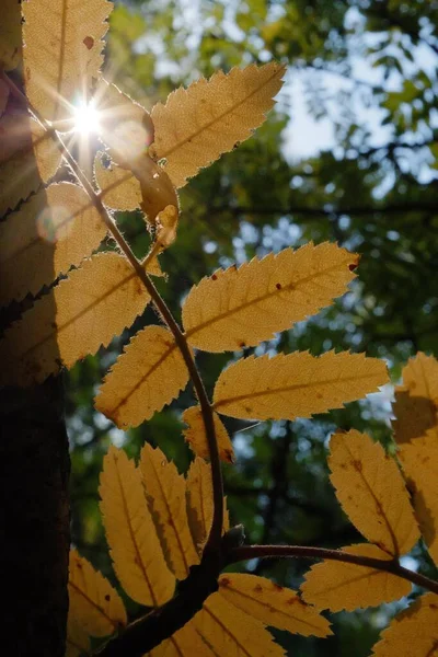 Вертикальный Снимок Солнечных Лучей Заглядывающих Сквозь Оранжевые Листья Осенью — стоковое фото