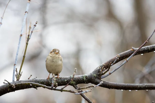 Großaufnahme Eines Sperlings Auf Einem Baum — Stockfoto