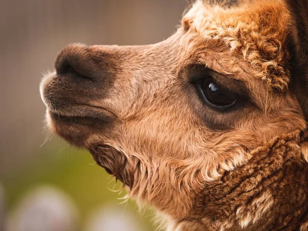 Tiro Perto Camelo — Fotografia de Stock