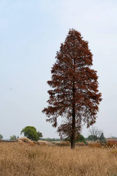 灰色の空に対してフィールドに成長した孤独な赤い木の垂直ショット — ストック写真