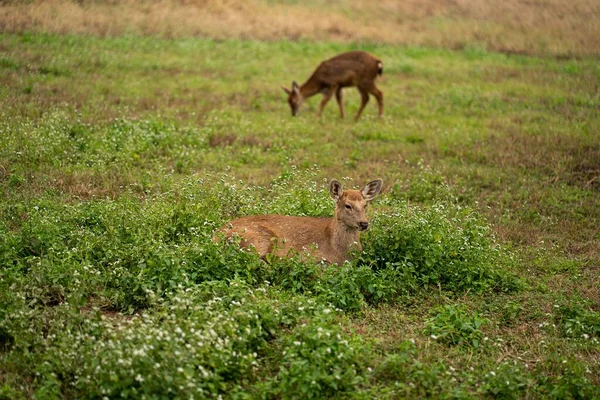 野原の草の上に美しい鹿が休んでいる — ストック写真