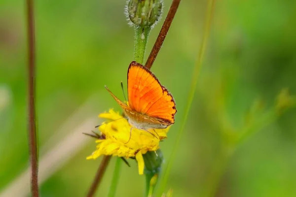 Closeup Scarce Copper Butterfly Yellow Wildflower Field Blurry Background — Stock Photo, Image