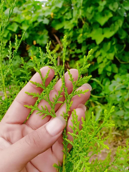 Close Shot Hand Holding Thuja Branch Plants Background — Stock Photo, Image