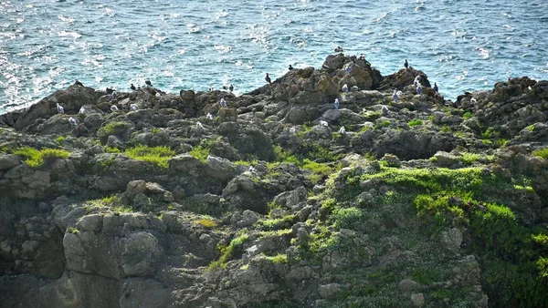 Stado Mew Siedzących Skałach Nad Błękitnym Morzem Pod Promieniami Słońca — Zdjęcie stockowe