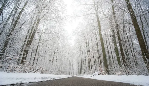 Вид Дорогу Через Ліс Сніжний Зимовий День — стокове фото