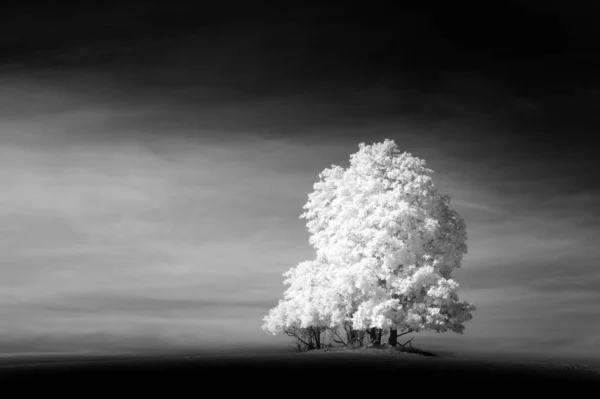 Grayscale Group Trees Cloudy Sky Background — Stock Photo, Image