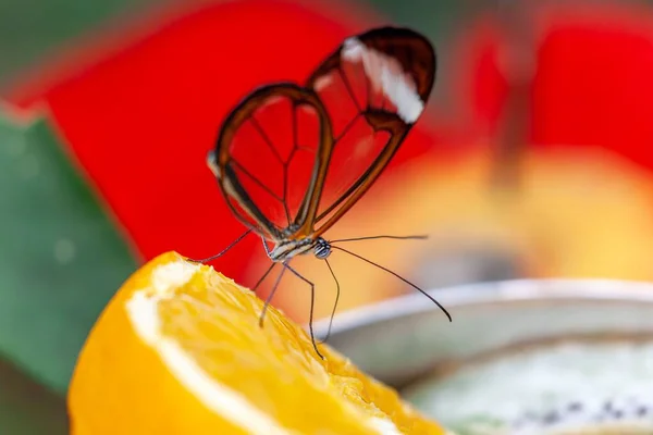 Стеклянная Бабочка Кормящаяся Куске Апельсинового Фрукта Размытым Фоном — стоковое фото