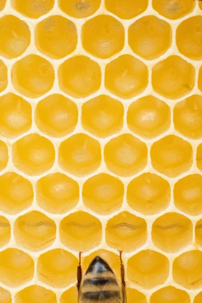 Vertical Shot Honey Bee Taking Care Eggs Lights — Stock Photo, Image