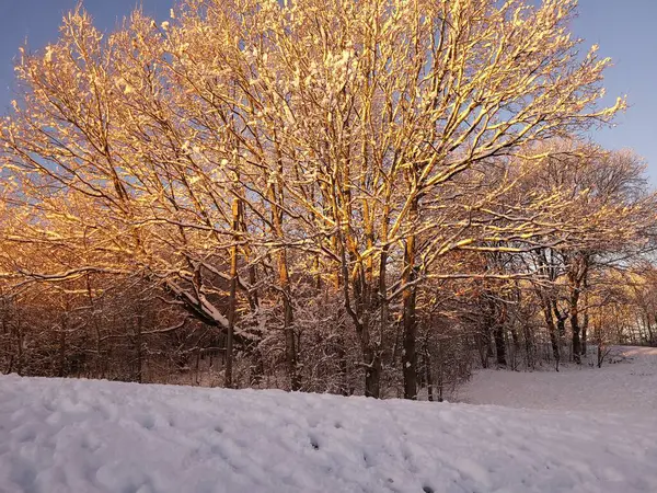 Uma Visão Diurna Uma Árvore Coberta Neve Durante Inverno — Fotografia de Stock