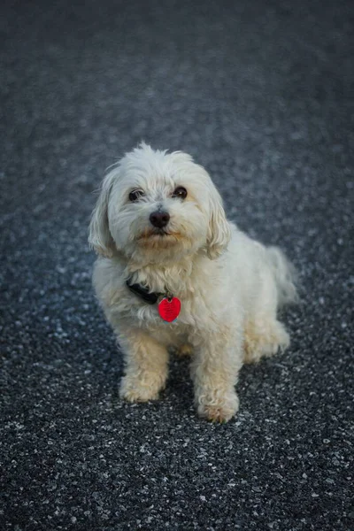 Retrato Vertical Adorável Cão Maltês Com Bela Pele Branca — Fotografia de Stock
