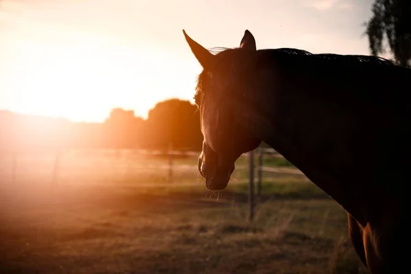 Nahaufnahme Eines Braunen Pferdes Auf Einem Feld Gegen Sonnenuntergang — Stockfoto