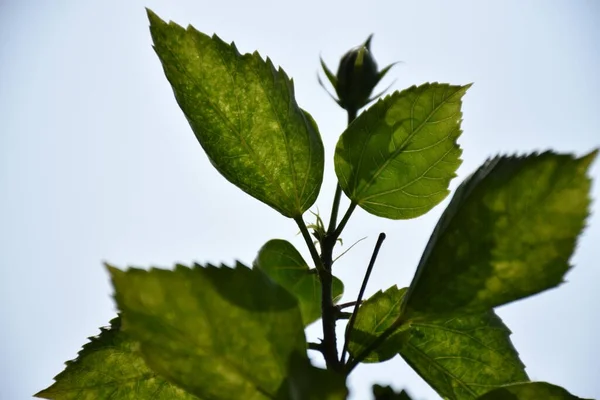 stock image A closeup of green plant with a bud on a white background