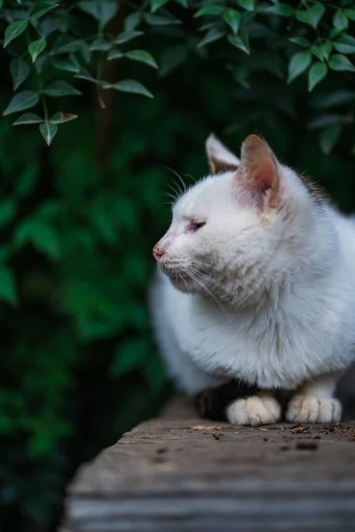 Una Vertical Lindo Gato Callejero Blanco Descansando Sobre Reposo Con — Foto de Stock