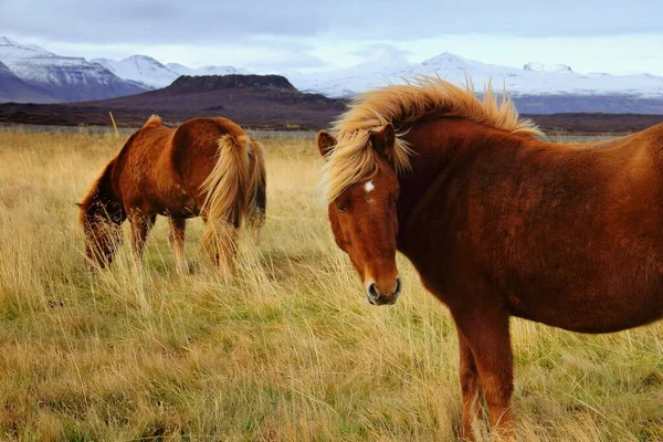 牧草地でアイスランドの馬の放牧の閉鎖 スネイフェルスネス アイスランド — ストック写真