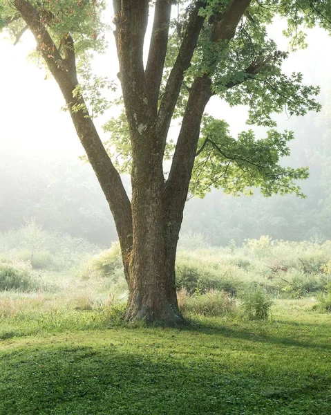 Pionowe Ujęcie Zielonego Drzewa Parku Mistrzów Louisville Kentucky Mglistym Wschodzie — Zdjęcie stockowe