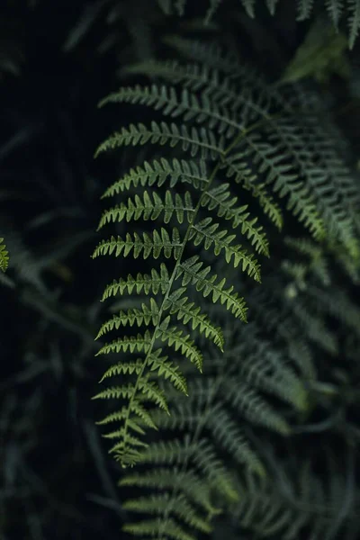 Een Verticaal Shot Van Prachtige Groene Bladeren Van Common Bracken — Stockfoto