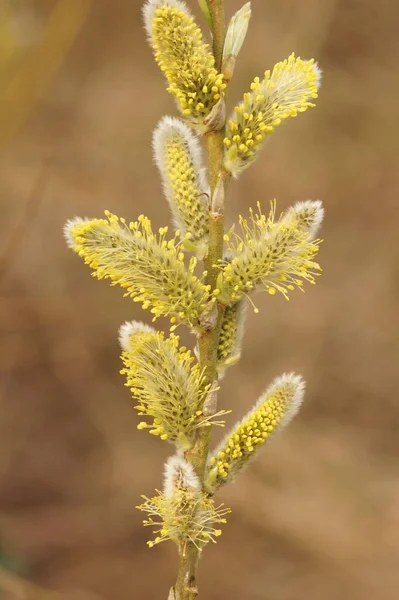 Вертикальный Снимок Пыльцы Ивы Salixc Caprea — стоковое фото