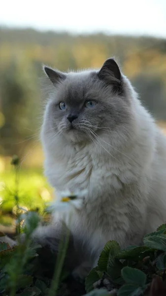 一只可爱的毛绒绒灰猫在户外的垂直特写镜头 — 图库照片
