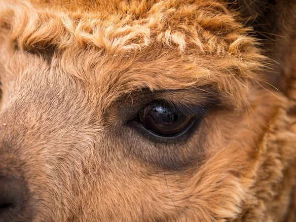 Macrodisparo Del Ojo Camello Camelus —  Fotos de Stock