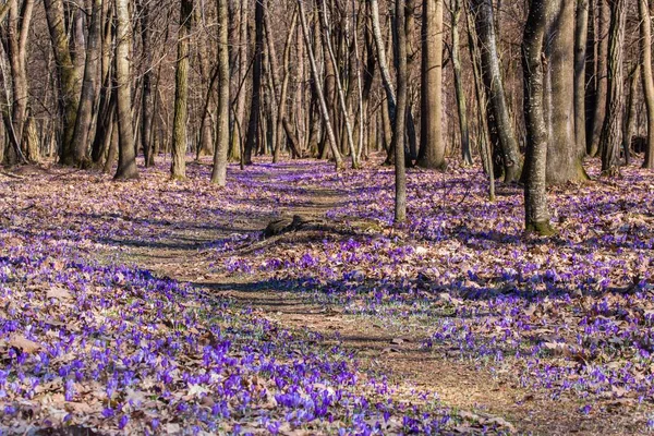 A beautiful nature scene of the forest ground full of purple crocus flowers as the first signs of spring during the daytime