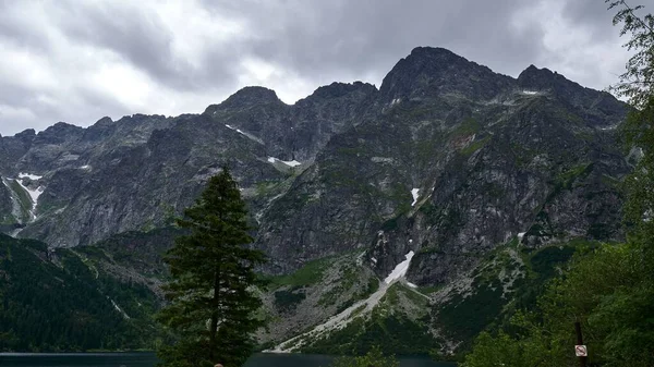 Ein Landschaftsblick Auf Die Tannenwälder Mit Bergen Hintergrund Einem Sonnigen — Stockfoto