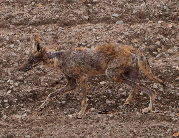 Coyote Suffering Mange Hunts River Bank — Stock Photo, Image